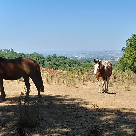 Les De Roucayrols * Pampelonne